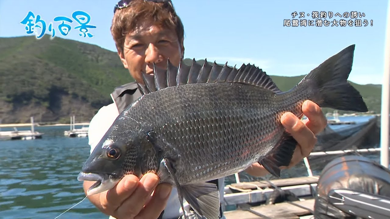 【釣り百景】#307 チヌ・筏釣りへの誘い　尾鷲湾に潜む大物を狙う！