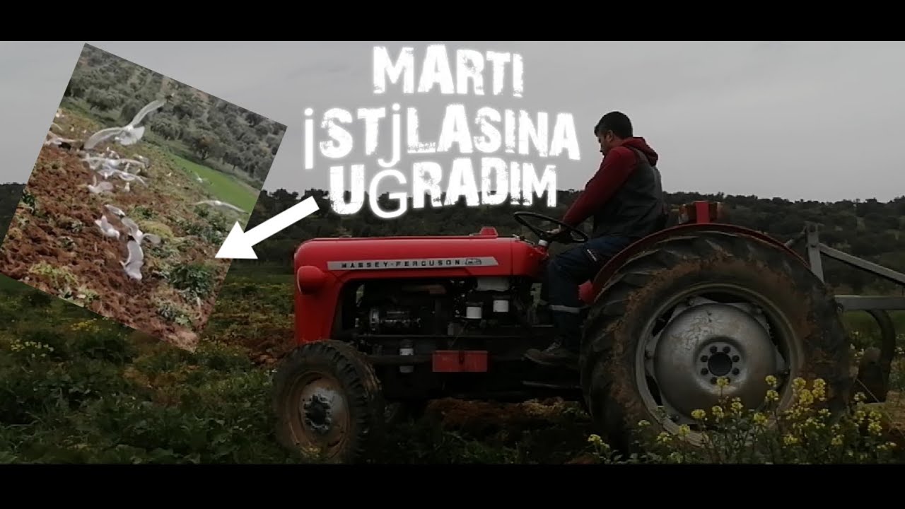 BAHARDA TARLA SÜRME. 29 MART 2022 - massey ferguson 35x-  3 lü pulluk