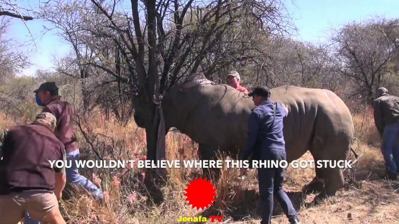 RHINO STUCK ON TREE SAVED BY RANGERS FARU ALIVONASA KWENYE MTI AKASAIDIWA NA ASKARI WA WANYAMAPORI