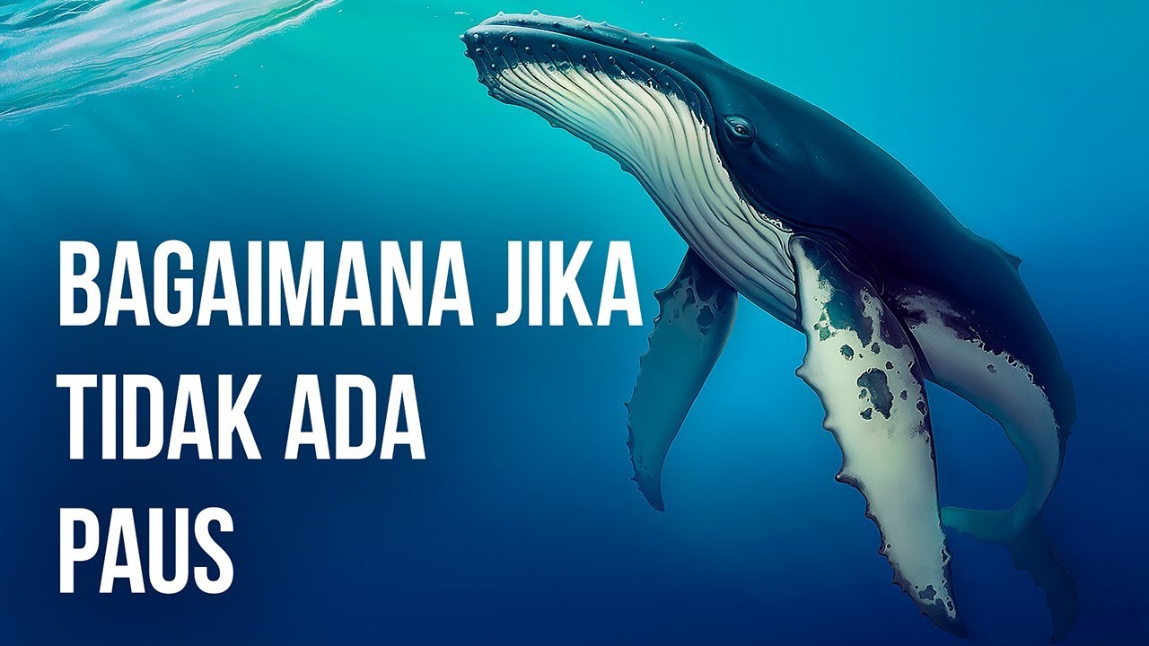 Bagaimana Jika Tidak Ada Paus Di Dunia