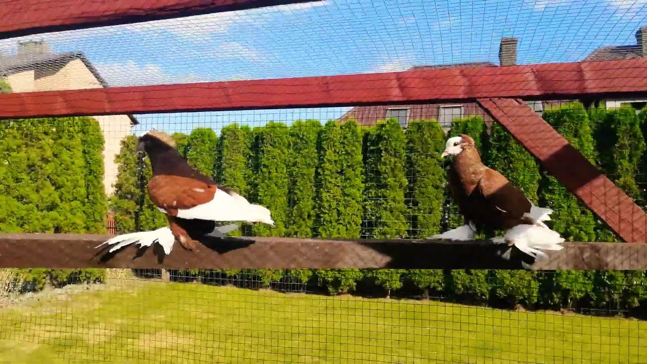 Mnichy Południowoniemieckie Łapciate czerwone na sprzedaż gołąb gołębie