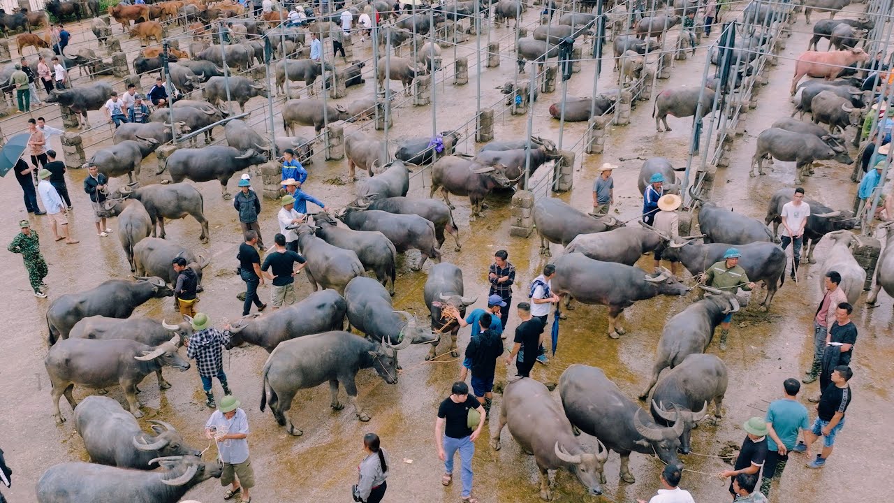 Experience THE LARGEST BUFFALO TRADING MARKET IN VIETNAM - with thousands of buffaloes | SAPA TV