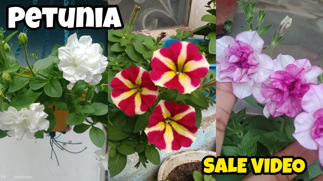 Petunia sale video 