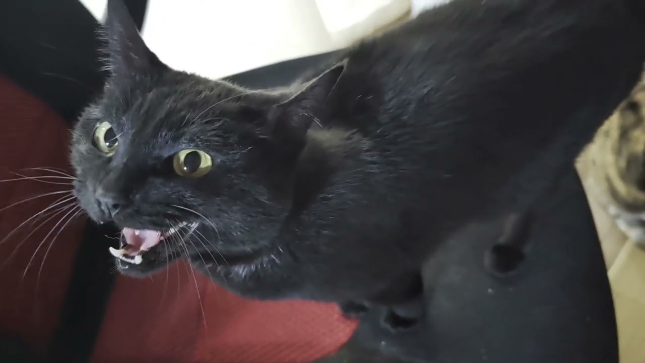 Jumping cat on chair【Terrace and Stella】