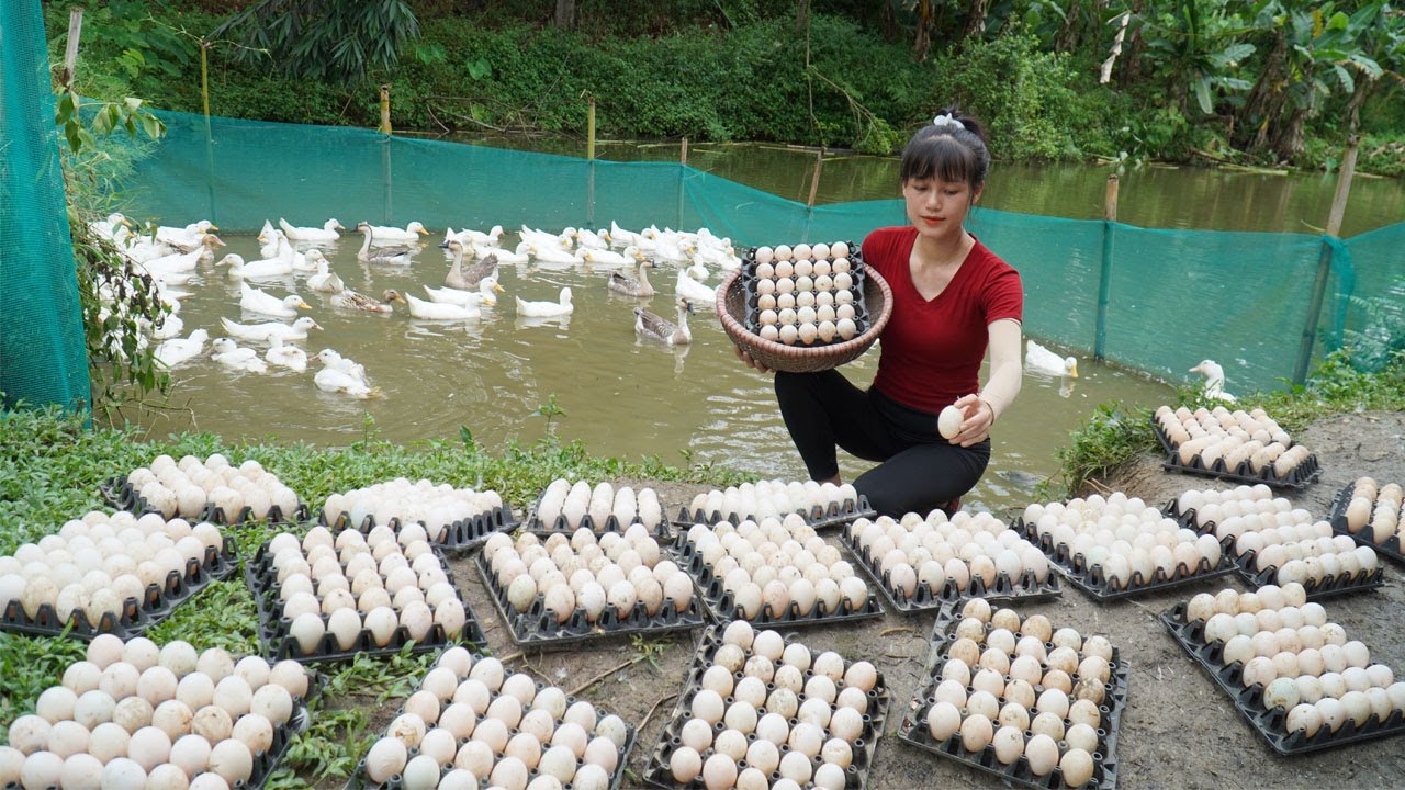 1005 eggs found near the ducks - Harvesting a lots of eggs and Transport by 4 wheel truck to sell