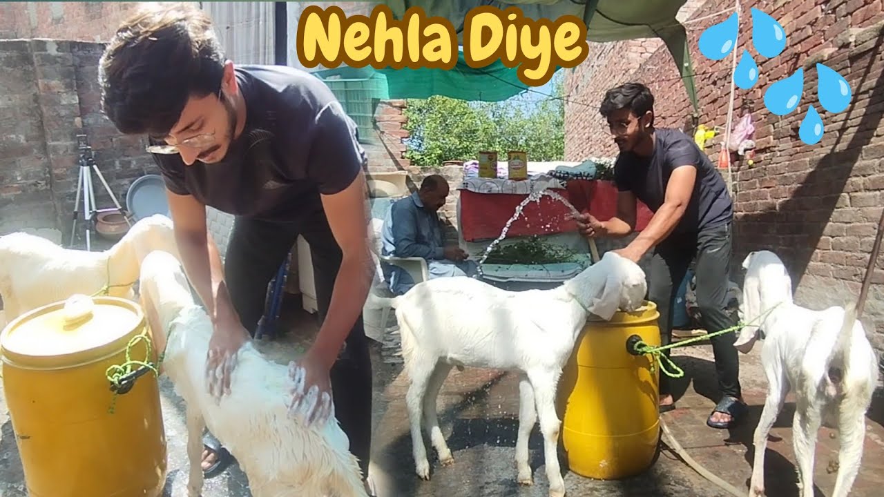 AJ Ham Ne Bakro Ko Nehla Diya 💦 | Aftab Ahmad