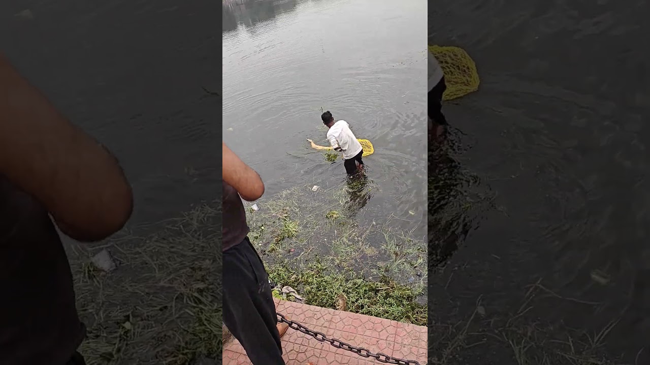new varient silver carp fish in beleghata lake.