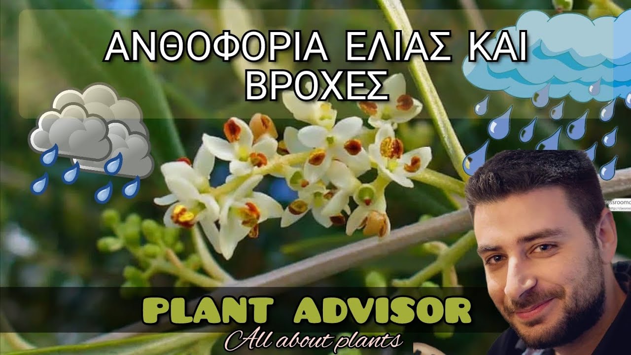 Βροχοπτώσεις στην Ανθοφόρια της Ελιάς ‼️Πως επηρεάζουν την Καρπόδεση⁉️ Plant Advisor Greece