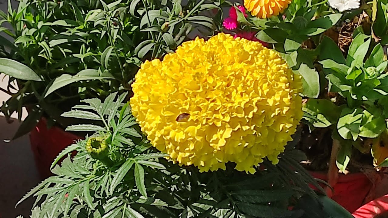 Beautiful colorful flowers ||| Home gardening#viral #flowers #trending #nature
