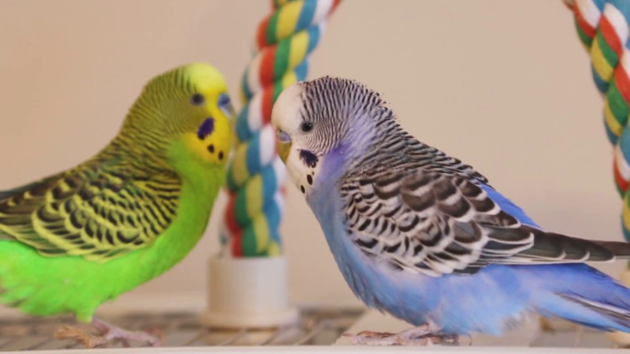 Kiwi and Pixel trade cages