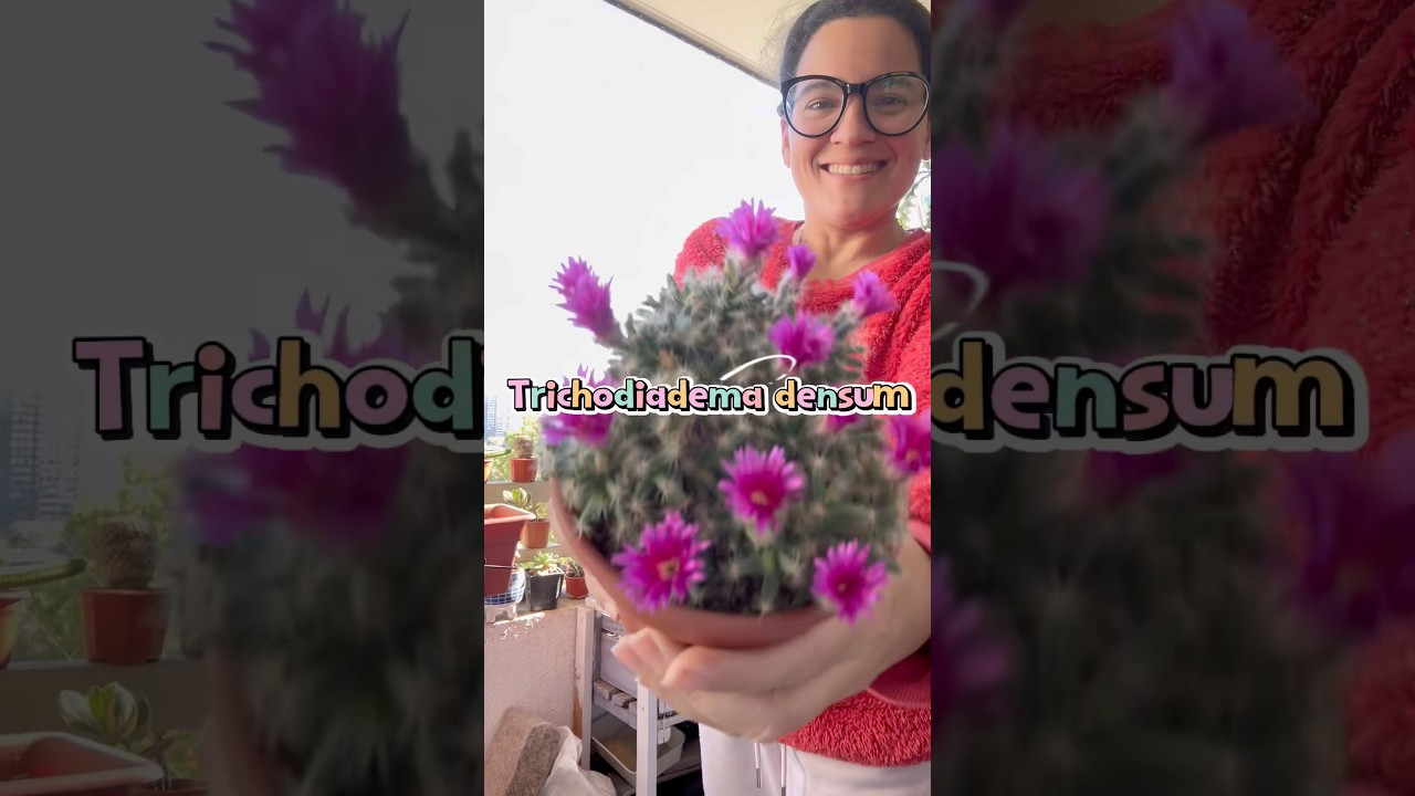 Floreci&oacute; mi Trichodiadema densum #bloom #flores #Trichodiadema #succulent #plantitashouse