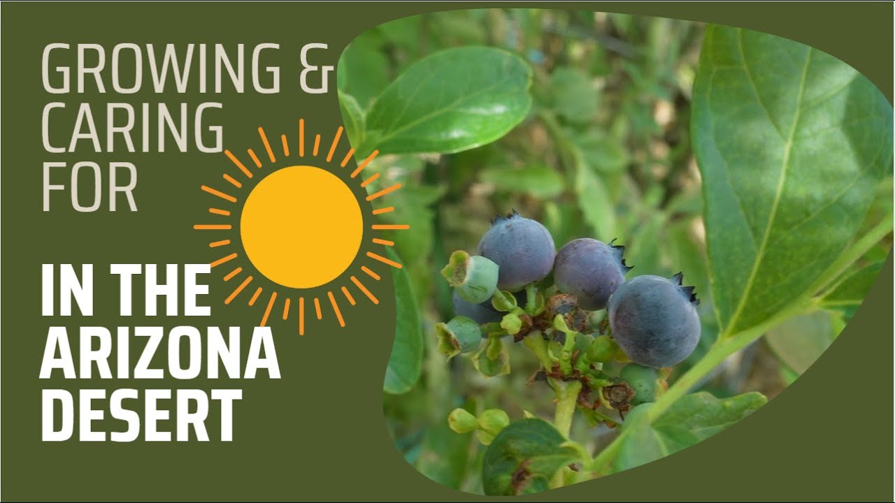 Guide to Growing Blueberries in a Hot Climate