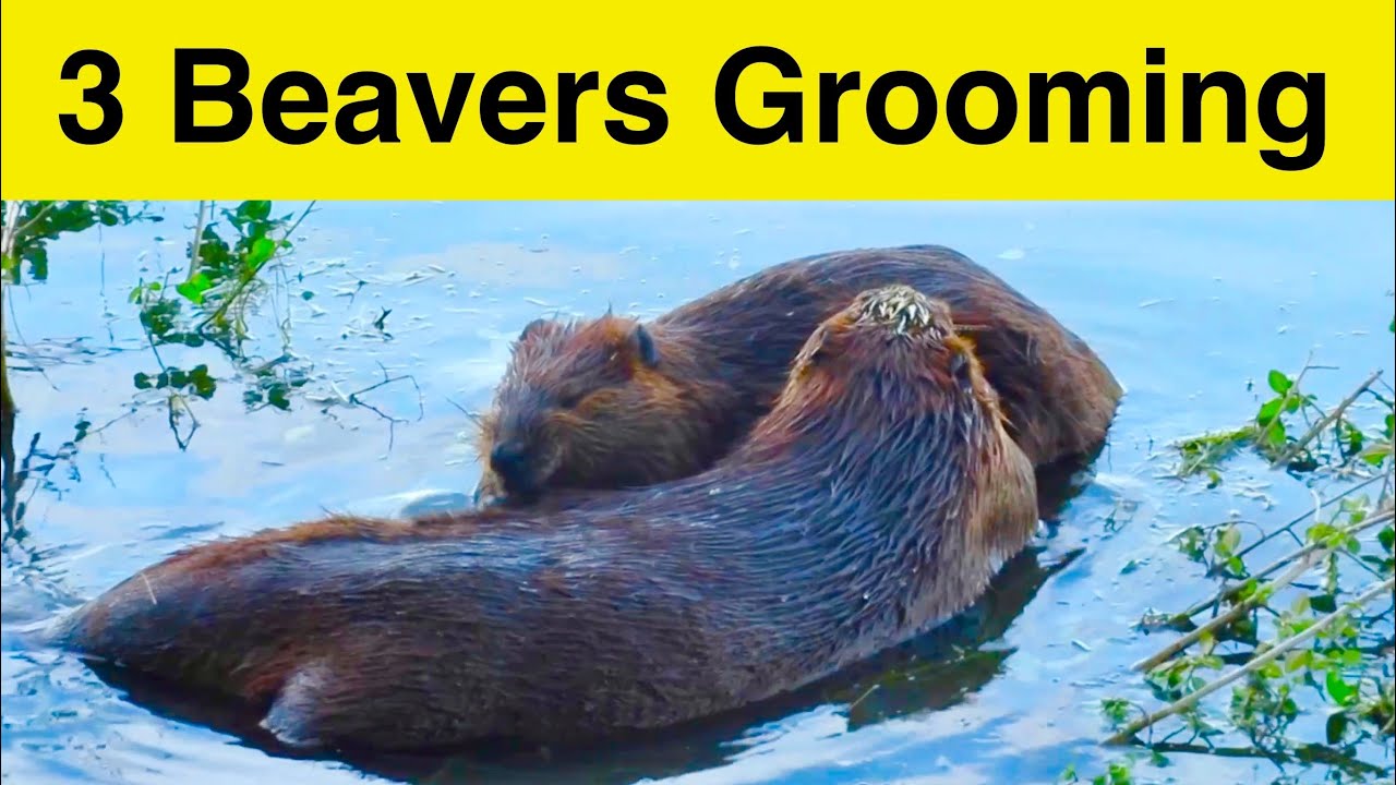 3 Beavers Grooming Their Fur