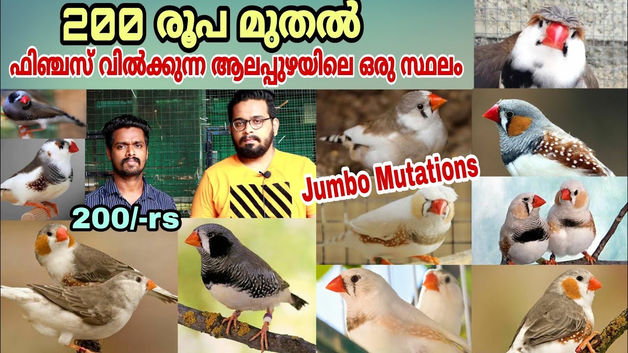 ഫിഞ്ചസിന്റ കുറച്ചു വെറൈറ്റി കളക്ഷൻ ഉള്ള ആലപ്പുഴയിലെ ഒരു കിടിലൻ ഫാം || Finches Farm || Farm stories