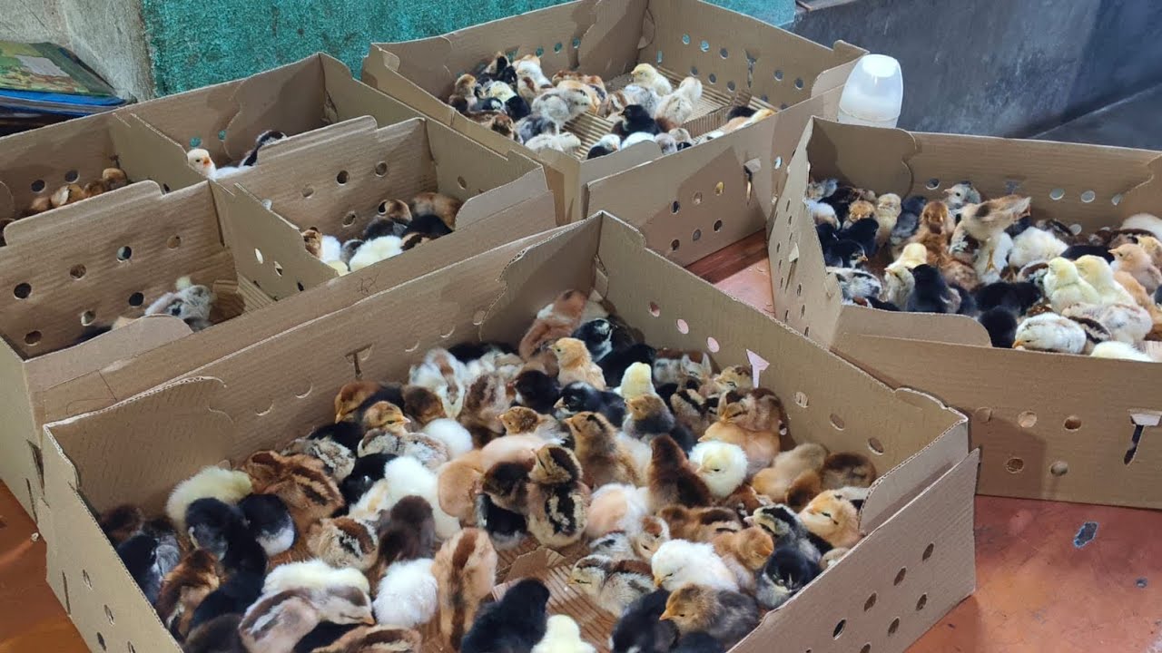 Healthy & Active Poultry Chicks Delivery | Kadaknath, Sonali & Desi