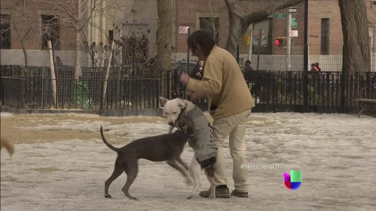 Un perro mató a un niño de 13 años en Nueva Jersey -- Noticiero Univisión