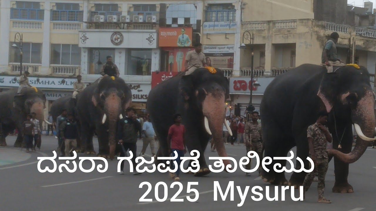 Dasara elephants practice cityrounds,#youtube, #MO WOrld,