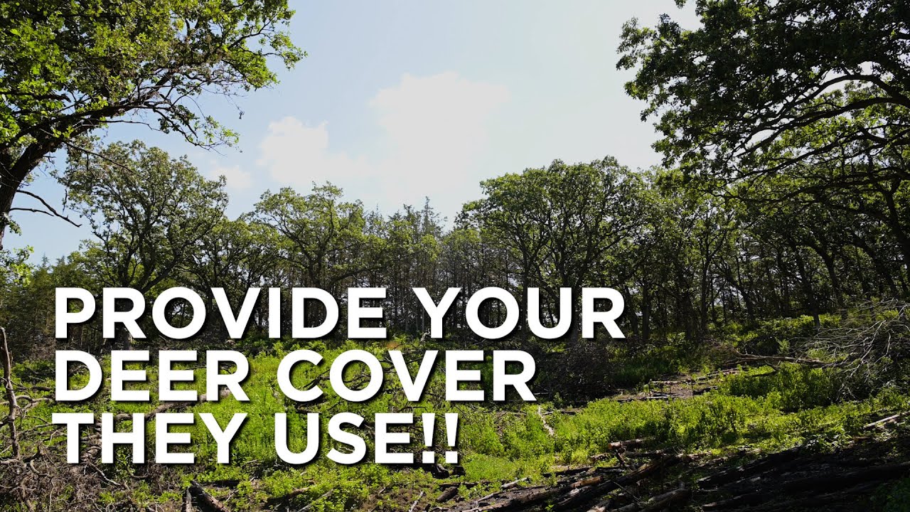 Providing Deer Cover ALL YEAR | Summer & Winter Bedding Areas
