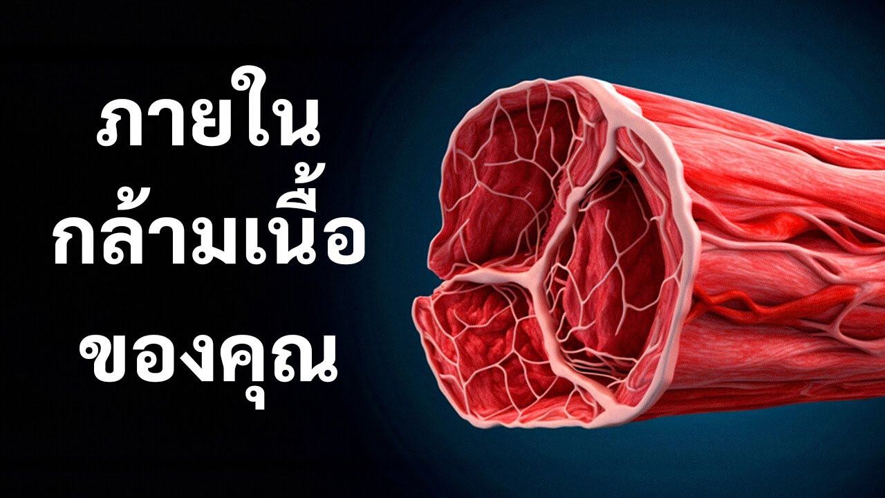 การเดินทางผ่านกล้ามเนื้อของคุณ
