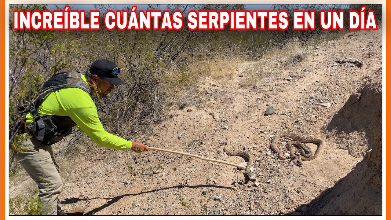 AVENTURA 177 INCREÍBLE CUÁNTAS SERPIENTES DE CASCABEL POR LOS LUGARES QUE PASAN LOS MIGRANTES