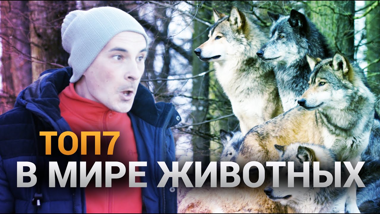 ТОП 7 В МИРЕ ЖИВОТНЫХ / Простая Жизнь