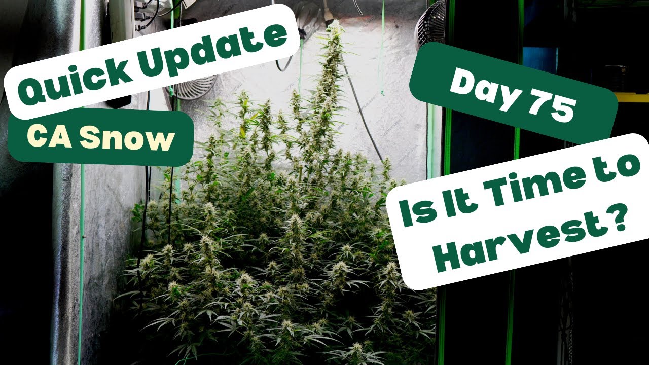 Day 75 Update CA Snow