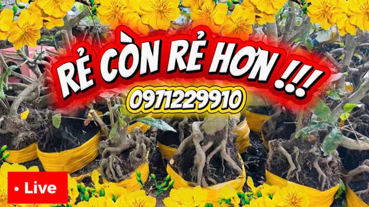 LIVE 🌼19h 23/01 GL hàng trăm phôi mai vàng giá ve chai 📞0971229910 Liêm