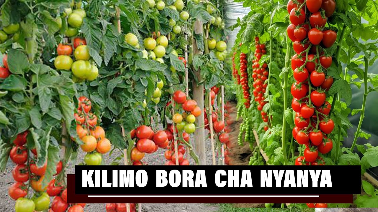 NJIA PEKEE YA KULIMA NYANYA NA MASOKO YAKE
