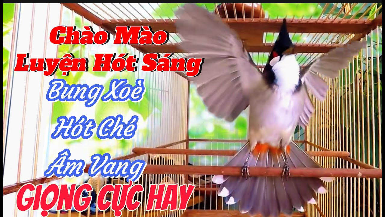 Chào Mào Luyện Hót Sáng | Bung Xoè Hót Ché Âm Chuẩn Cực Hay - Nhanh Căng Lửa