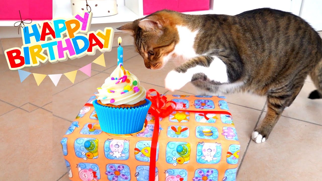 FESTEGGIAMO IL COMPLEANNO DI FUFI! *Comple gatto!*