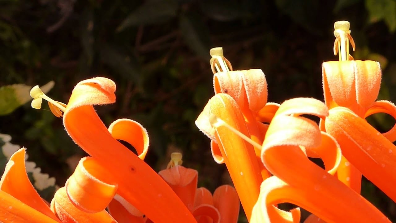 Pyrostegia venusta