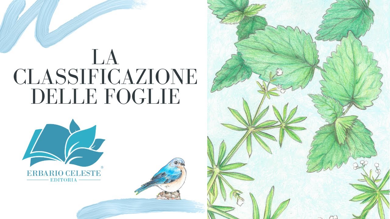 LA CLASSIFICAZIONE DELLE FOGLIE