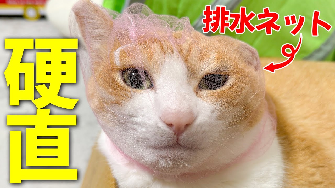 猫の顔に”排水ネット”を被せると簡単に爪切りができるらしいのでやってみたら…