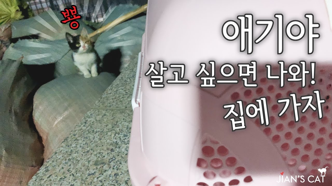 눈에 고름이 가득한 새끼 길고양이에게 “집에 가자”라고 했더니...