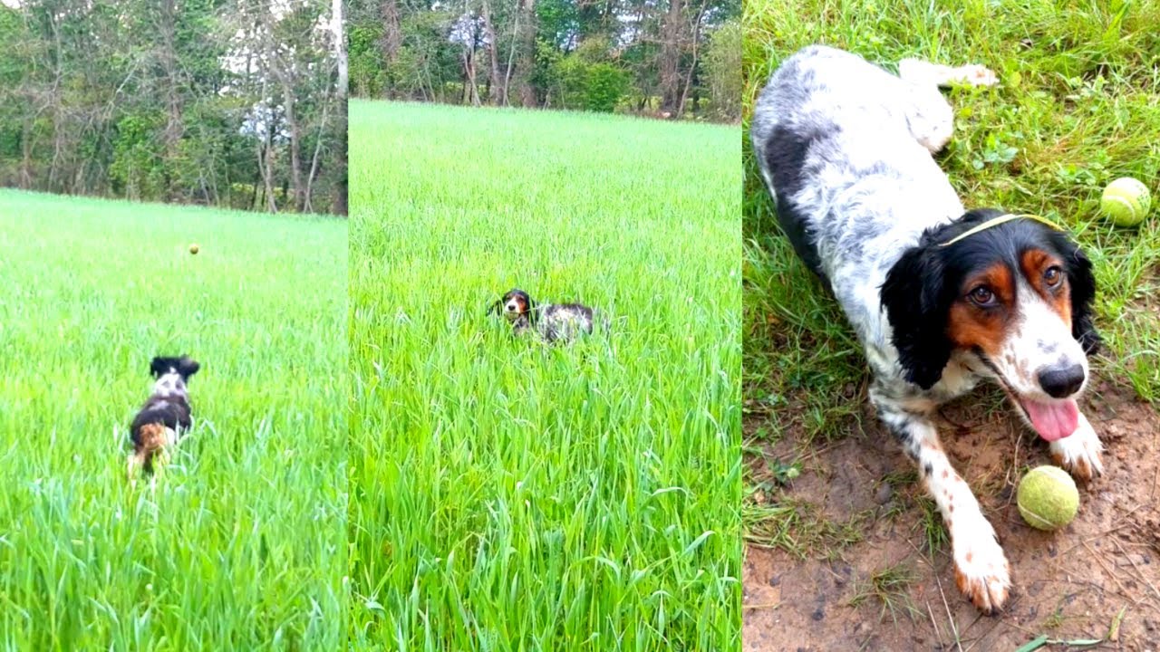 J'ai PERDU mon CHIEN... dans l'HERBE