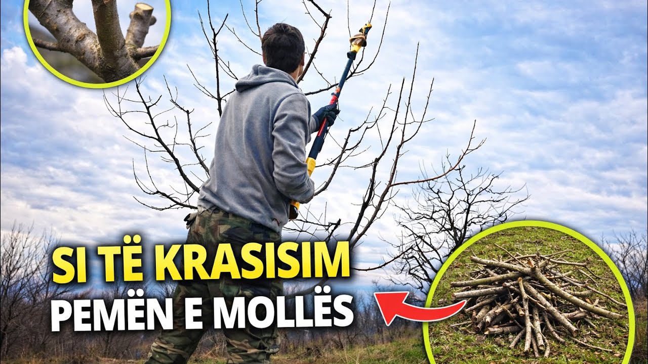 Krasitja e molles 10 shkurt 2026