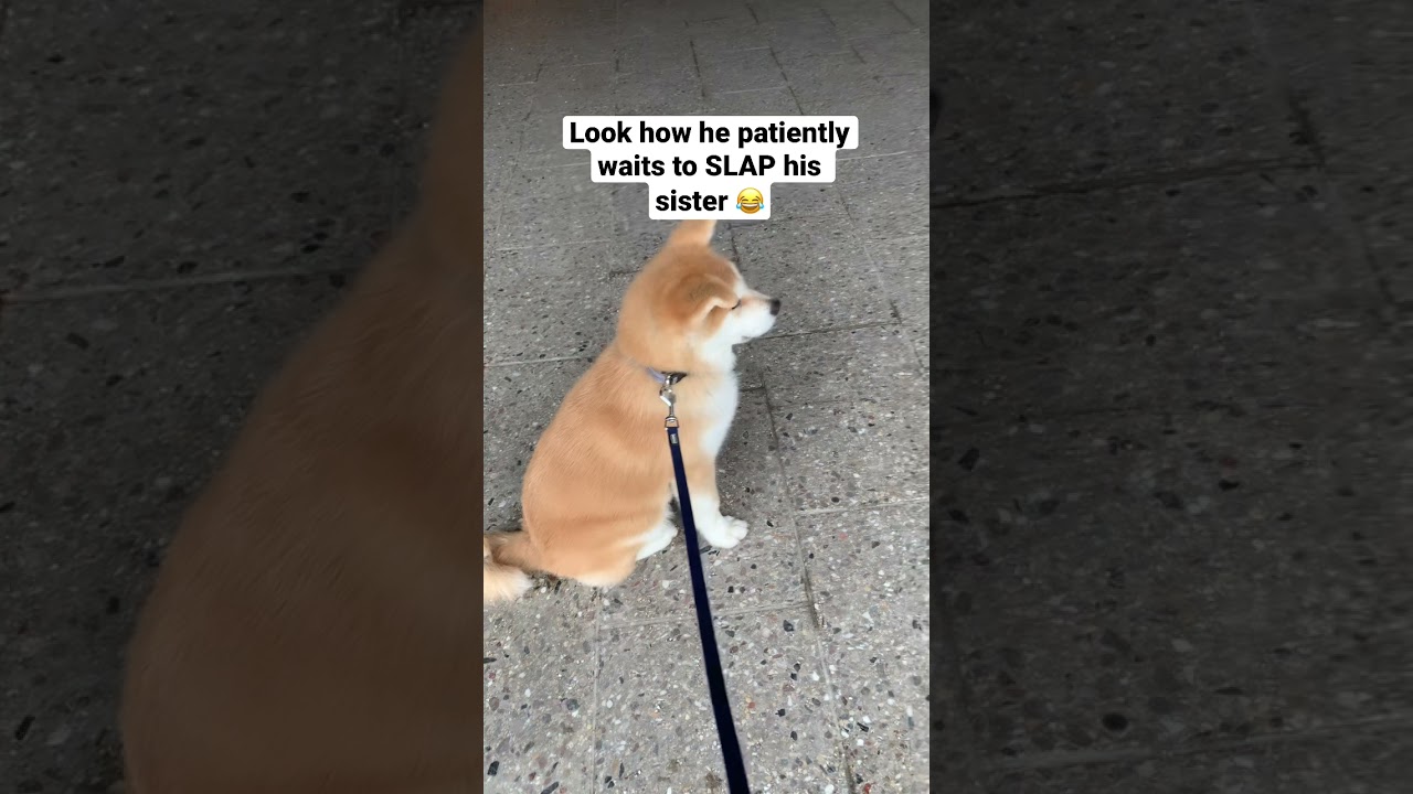 Japanese Akita Inu puppy SLAPS his sister | #shorts #akitainu #puppy #dogs
