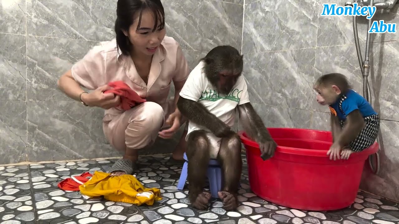 Abu and Baby Monkey Braved the Rain to Bring Home a Surprise Gift for Mom