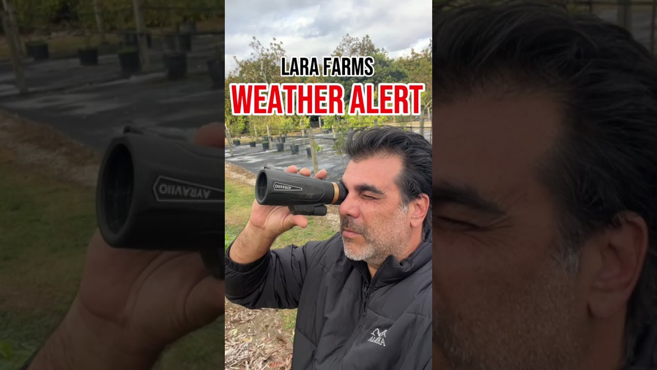 Weather alert: how to protect your tropical fruit trees in South Florida from incoming cold front ￼