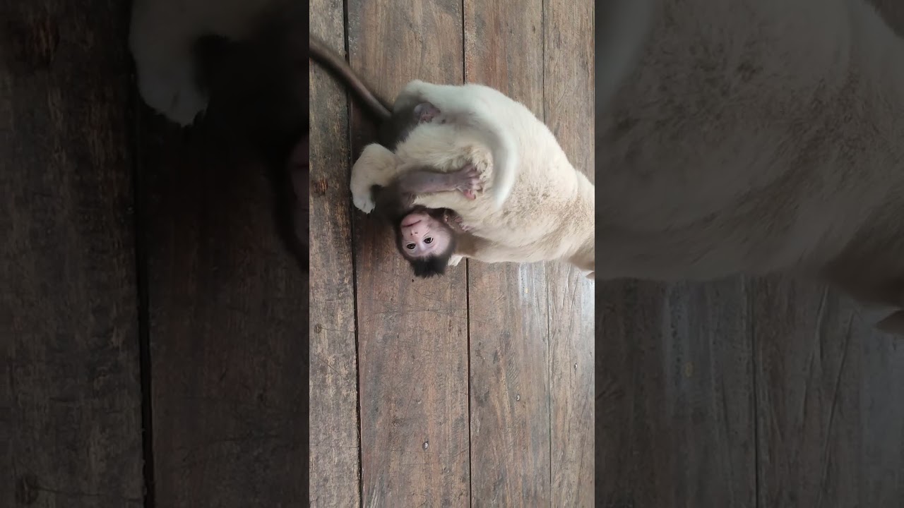 George's first meeting with our puppies