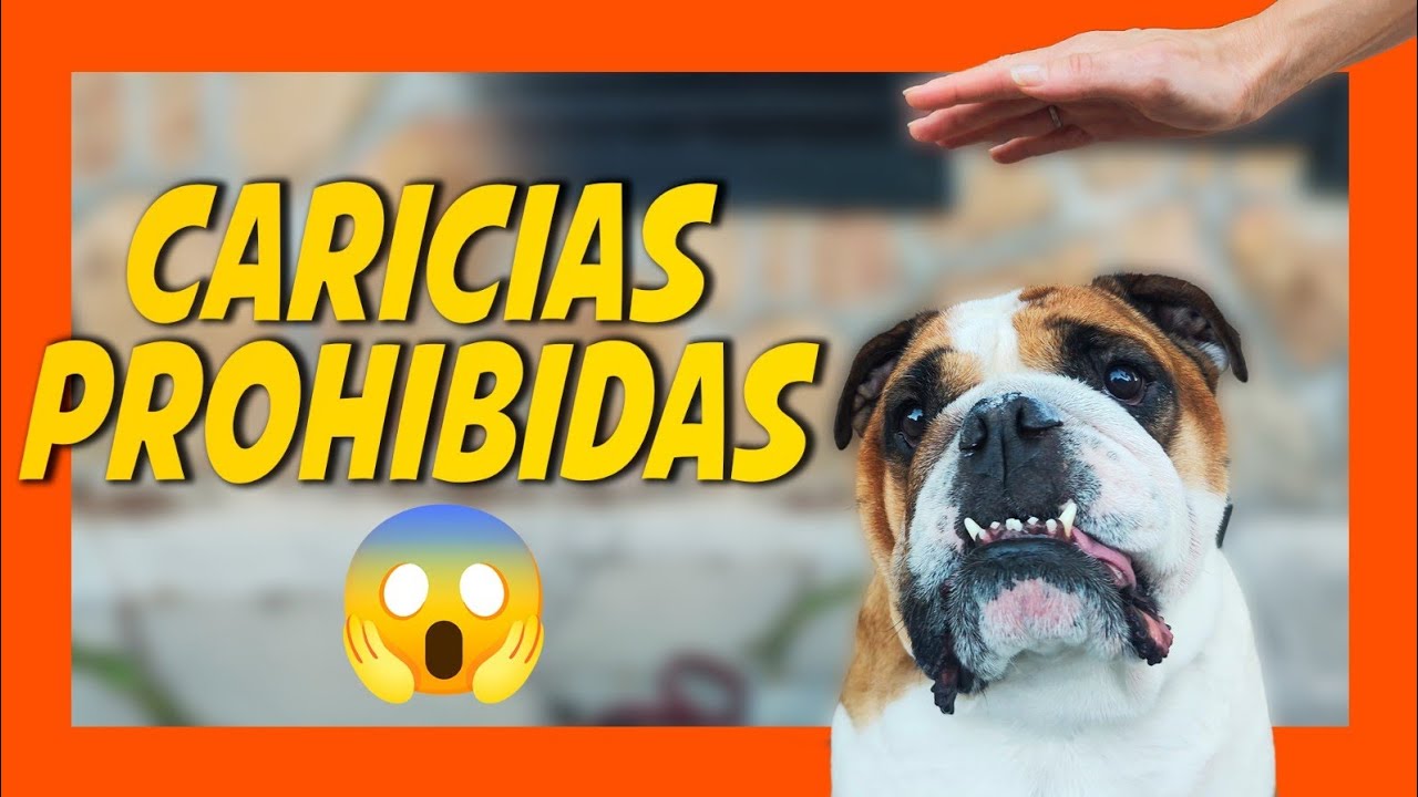 TU PERRO ODIA QUE LO TOQUES ASÍ| 5 caricias prohibidas