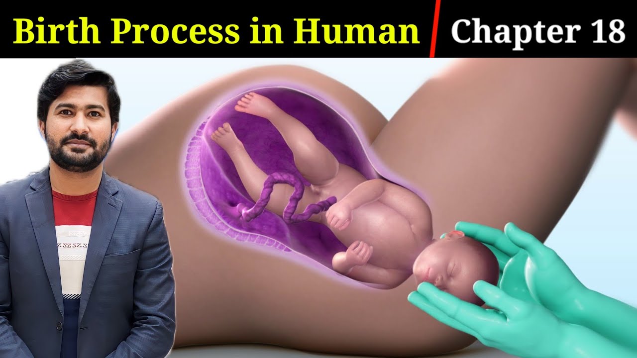 18.11 Birth | Birth process in Human | Fsc Biology 2nd | chapter 18