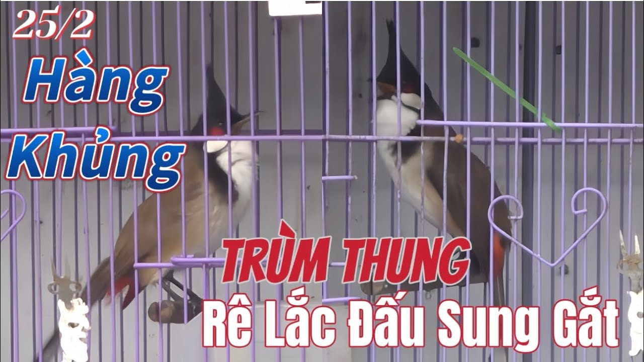 SIÊU PHẨM TRÙM ĐÀN-Hàng Bộ Khủng Đầu Bự Hầu Ếch Ương/Chơi Rê Cầu Lắc Giật Như Máy/Bổi Trùm Bản Hiếm