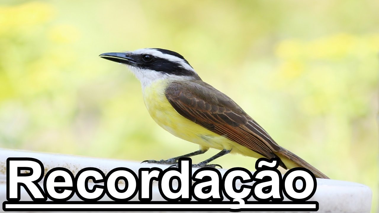 Bem Ti Vi Renato Terra Ai de ti oh meu amor Se entre as notas da can&ccedil;&atilde;o
