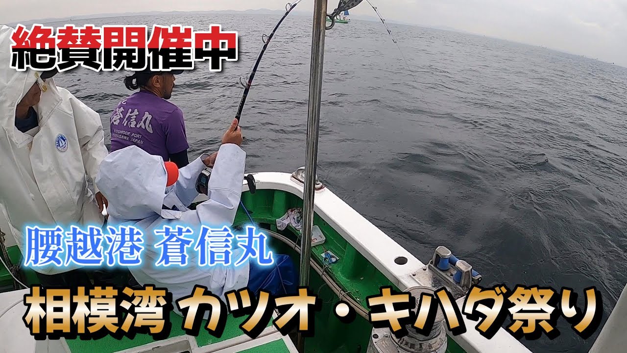 相模湾カツオ・キハダマグロ祭り開催中！