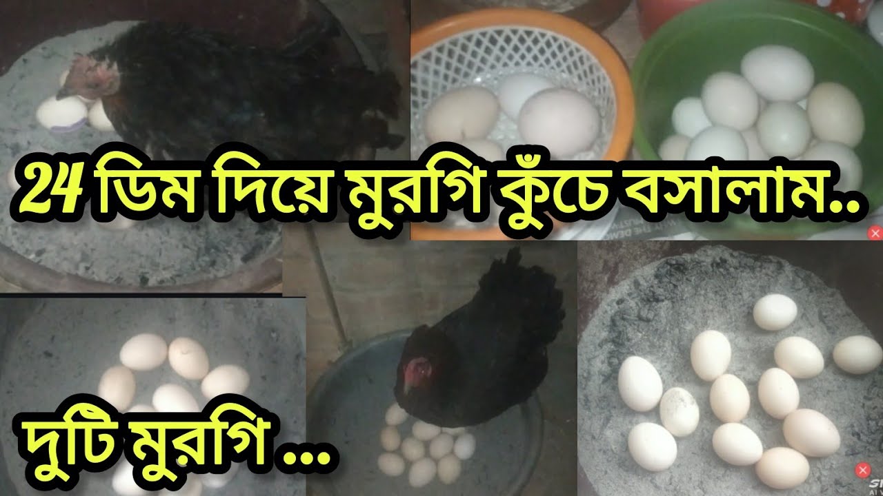 আজ 24 টা ডিম দিয়ে মুরগি কুঁচে বসালাম 🐔