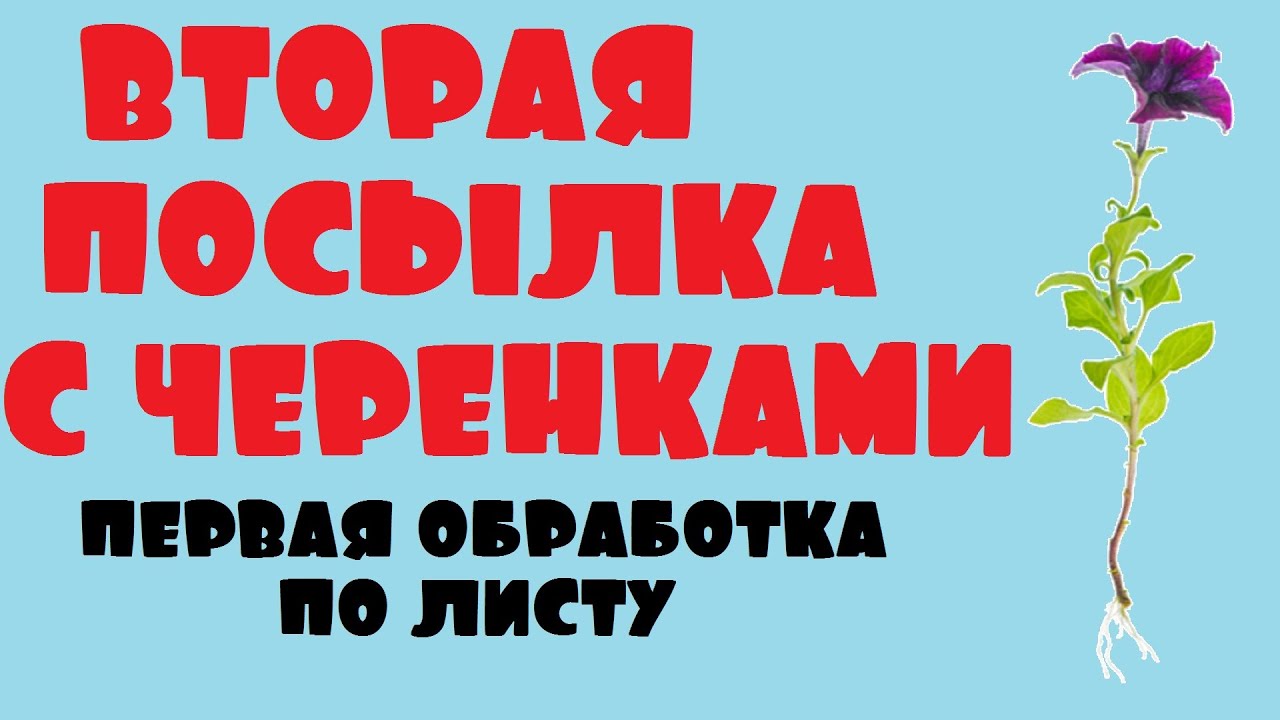 Получили черенки цветов, второй раз. Обзор, первая обработка по листу.