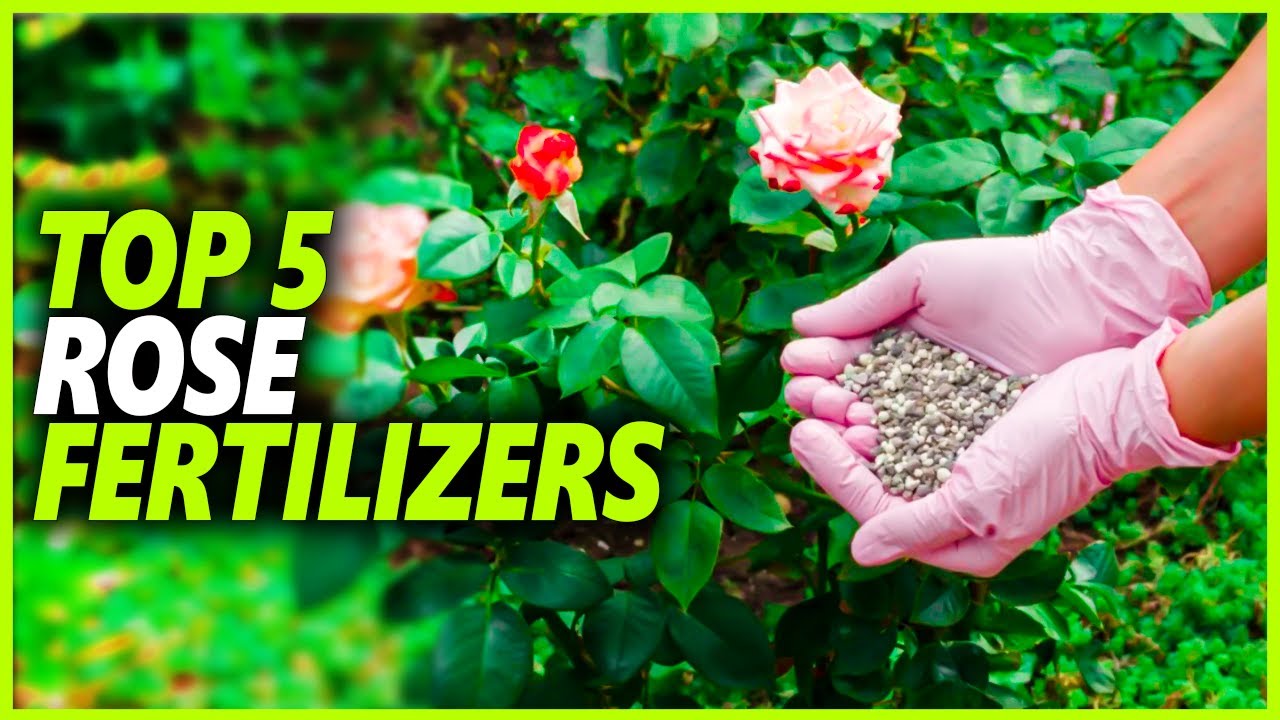 Best Rose Fertilizers | Which Is The Best Fertilizer For Roses