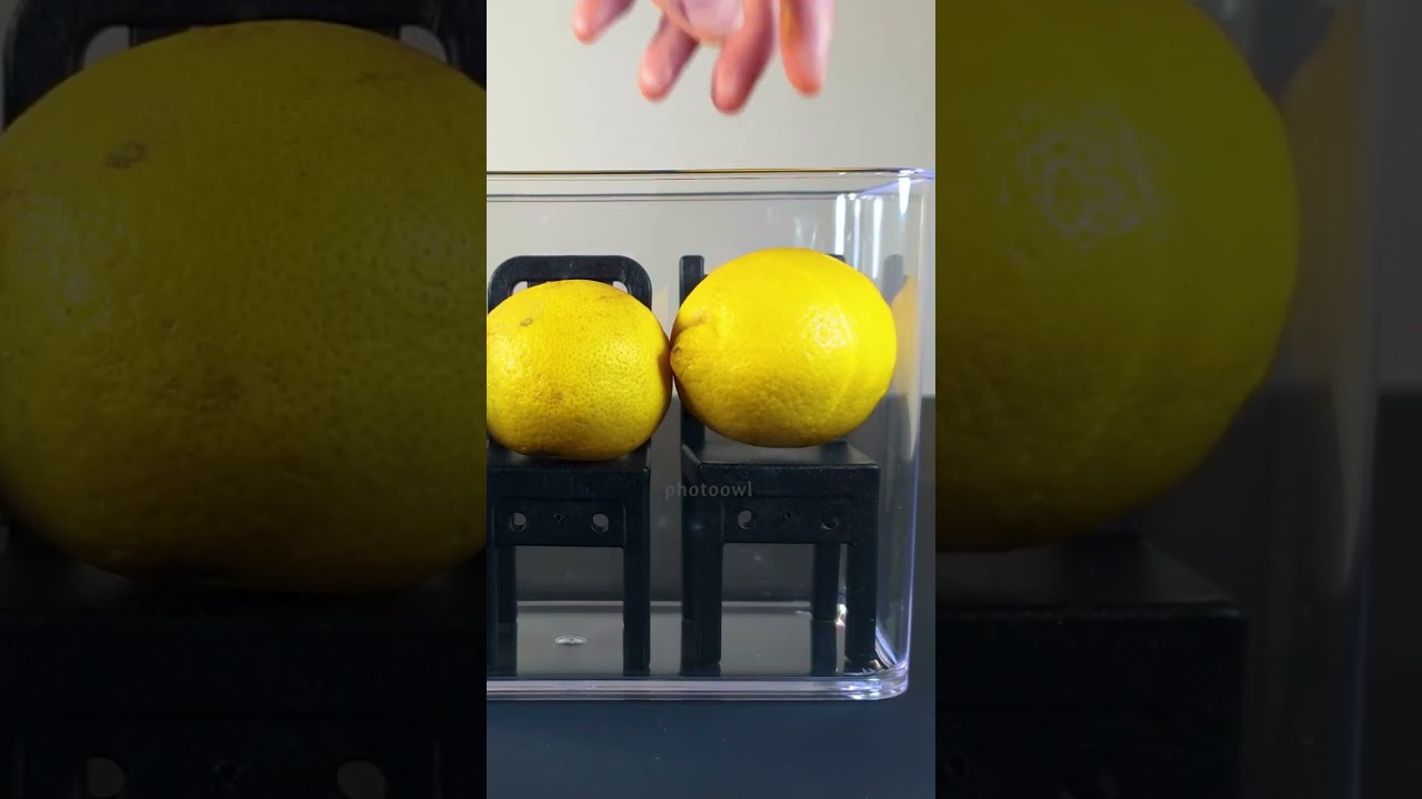 Letting my pet mold spread over to some lemons