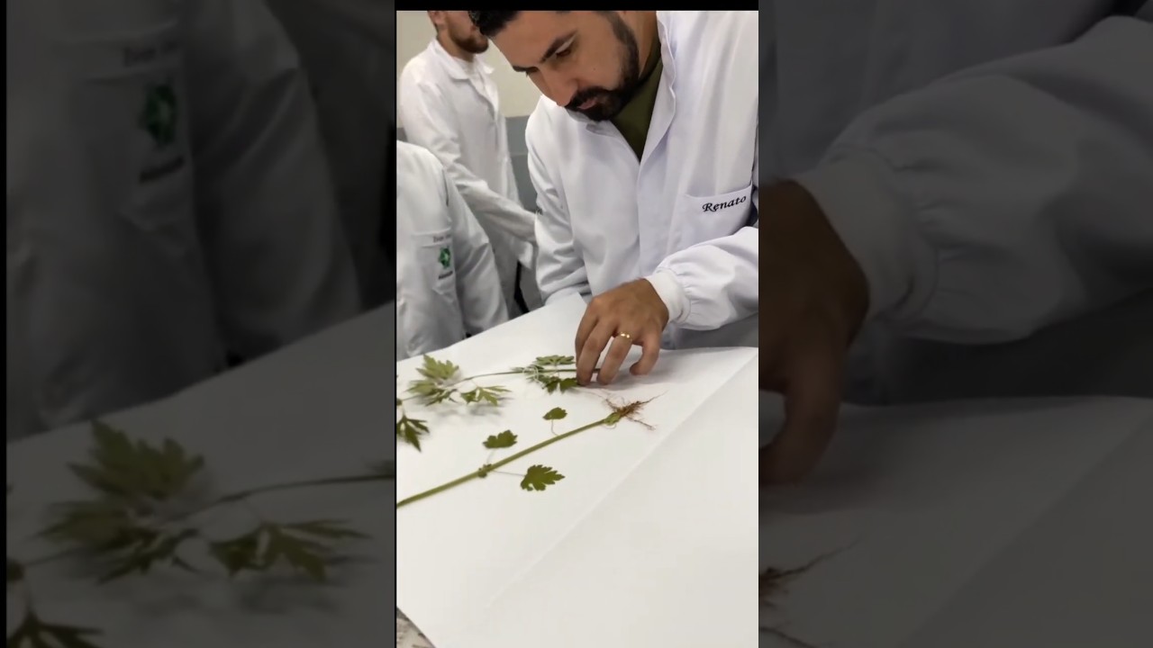 Como fazer um herb&aacute;rio de plantas? #plantas #agro #agriculture
